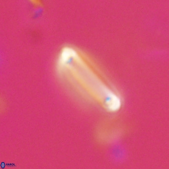 Tenebrolamina bramlettei VR 30383