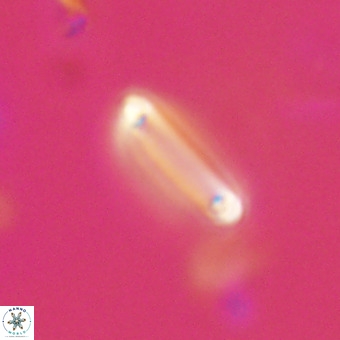 Tenebrolamina bramlettei VR 30383