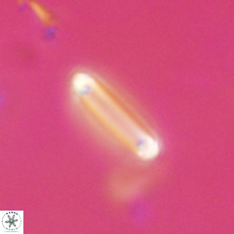 Tenebrolamina bramlettei VR 30388