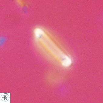 Tenebrolamina bramlettei VR 30390