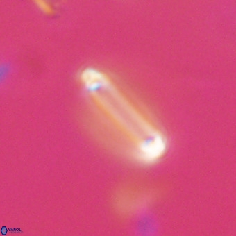 Tenebrolamina bramlettei VR 30392