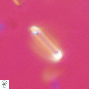 Tenebrolamina bramlettei VR 30392