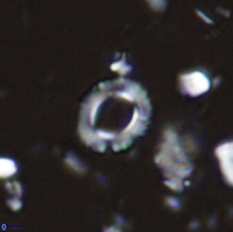 Tenebrolamina edgariae 42872