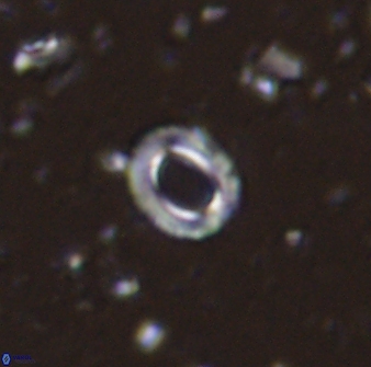 Tenebrolamina edgariae 43076