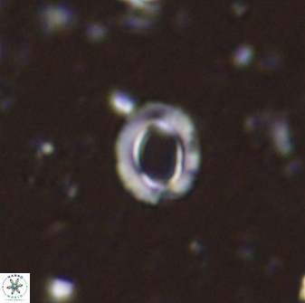 Tenebrolamina edgariae 43073