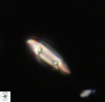 Tenebrolamina gibbsiae VR 33049