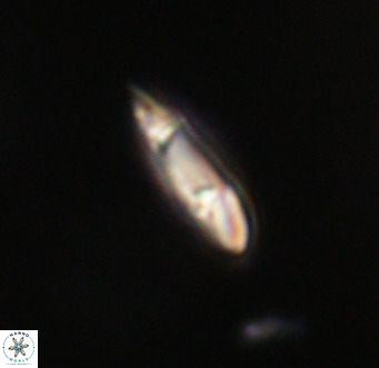 Tenebrolamina gibbsiae VR 33052