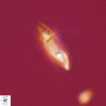 Tenebrolamina gibbsiae VR 33068