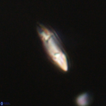 Tenebrolamina gibbsiae VR 33069