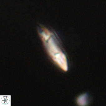 Tenebrolamina gibbsiae VR 33069