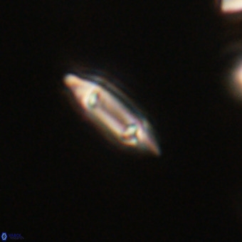 Tenebrolamina gibbsiae VR 33078
