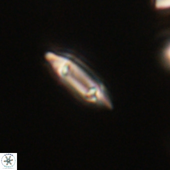 Tenebrolamina gibbsiae VR 33078