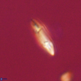 Tenebrolamina gibbsiae VR 33070