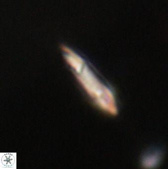 Tenebrolamina gibbsiae VR 33072