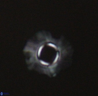 Tenebrolamina gibbsiae VR 33073