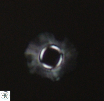 Tenebrolamina gibbsiae VR 33073