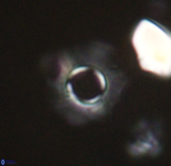 Tenebrolamina gibbsiae VR 33086