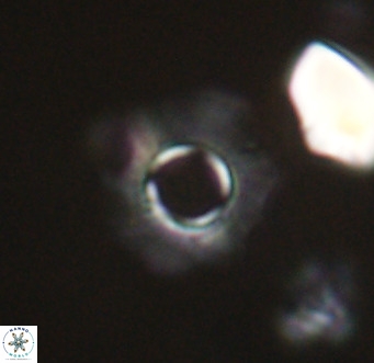 Tenebrolamina gibbsiae VR 33086