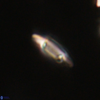 Tenebrolamina gibbsiae VR 33082