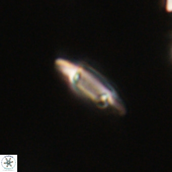 Tenebrolamina gibbsiae VR 33082
