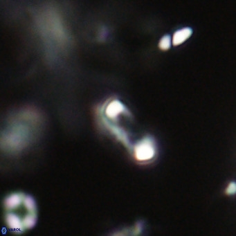 Tenebrolamina jordanii VR 29974