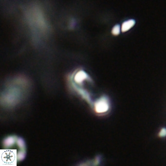 Tenebrolamina jordanii VR 29974