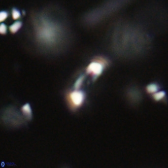 Tenebrolamina jordanii VR 29978