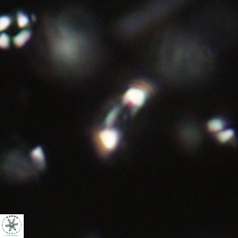 Tenebrolamina jordanii VR 29978