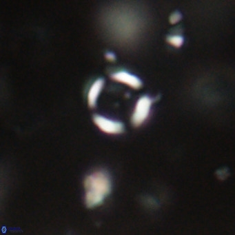 Tenebrolamina jordanii VR 29970