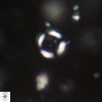 Tenebrolamina jordanii VR 29970