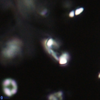 Tenebrolamina jordanii VR 29973