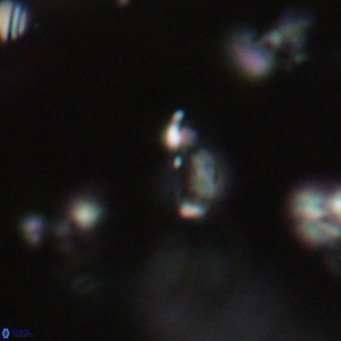 Tenebrolamina jordanii VR 29986