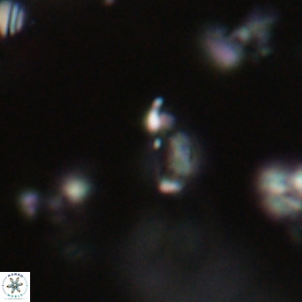 Tenebrolamina jordanii VR 29986