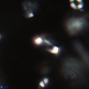 Tenebrolamina jordanii VR 29982