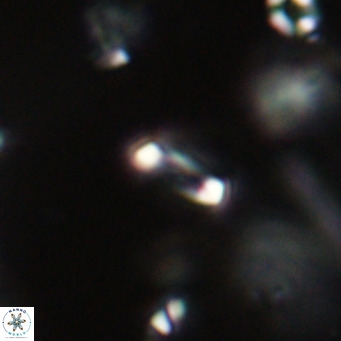 Tenebrolamina jordanii VR 29982
