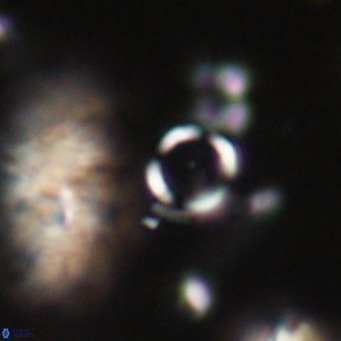 Tenebrolamina jordanii VR 30006