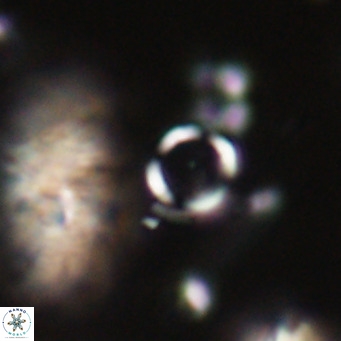 Tenebrolamina jordanii VR 30006