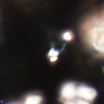 Tenebrolamina jordanii VR 30007