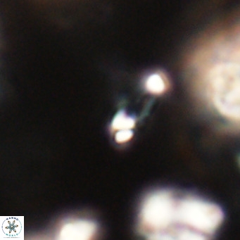 Tenebrolamina jordanii VR 30007