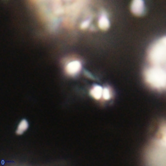 Tenebrolamina jordanii VR 30016