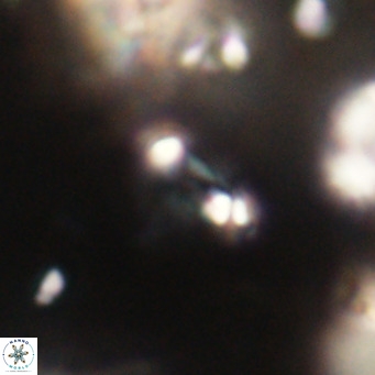 Tenebrolamina jordanii VR 30016