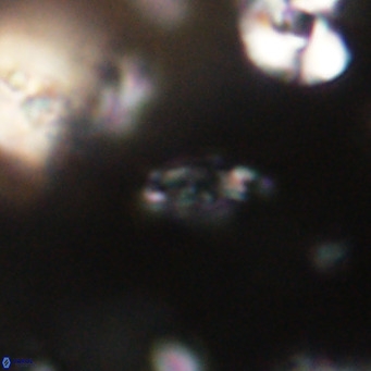 Tenebrolamina jordanii VR 30017