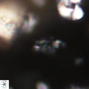 Tenebrolamina jordanii VR 30017