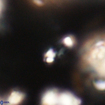 Tenebrolamina jordanii VR 30011