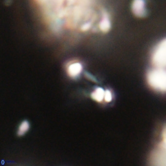 Tenebrolamina jordanii VR 30013