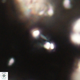Tenebrolamina jordanii VR 30013