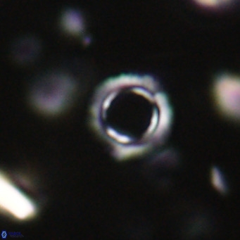 Tenebrolamina protoannulus VR 29870