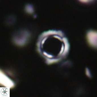 Tenebrolamina protoannulus VR 29870