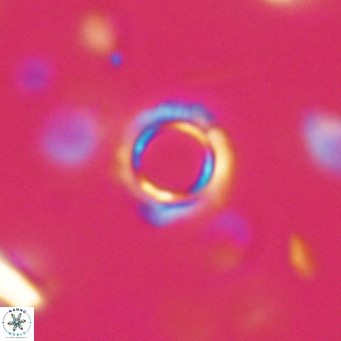 Tenebrolamina protoannulus VR 29871