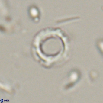 Tenebrolamina protoannulus VR 29873